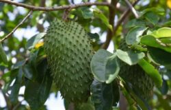 Mãng cầu xiêm và công dụng của nó với sức khỏe