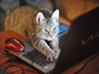 Viết blog chuyên nghiệp và bán chuyên nghiệp